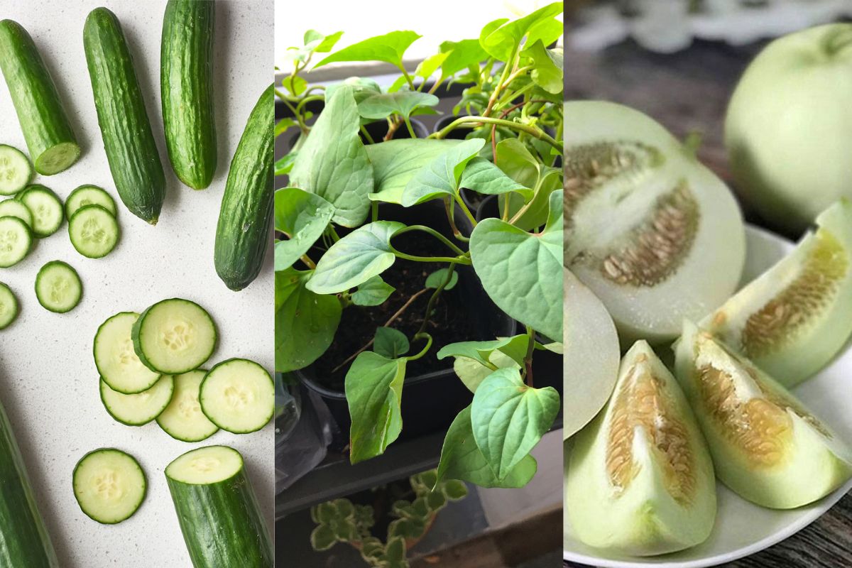 Nước ép diếp cá