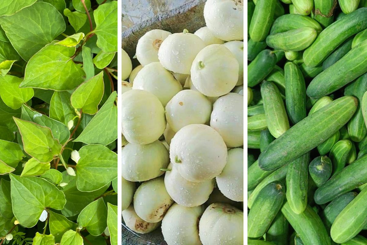 Nước ép rau diếp cá, dưa lê, dưa chuột