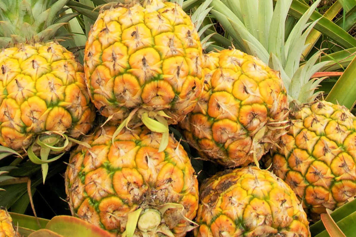 8 lợi ích từ nước ép dứa
